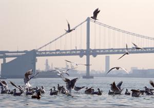 仲介手数料無料の大阪神戸の物件